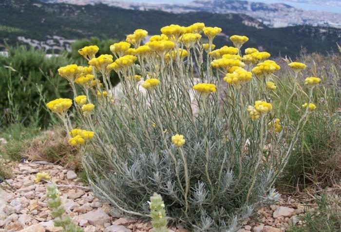 Villa Vue Mer Et Nature Route De Cigala Sollacaro Dış mekan fotoğraf
